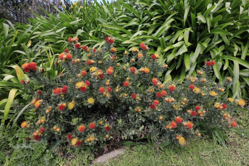Pincushion Protea