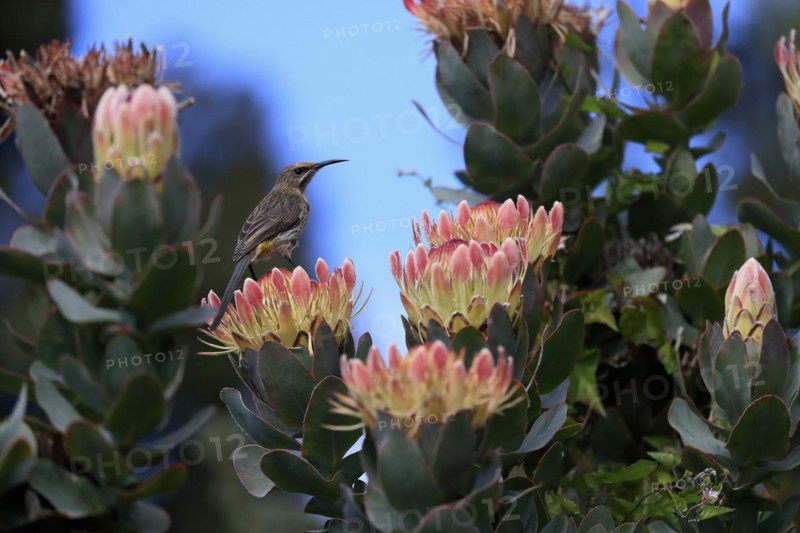 Protea aristata