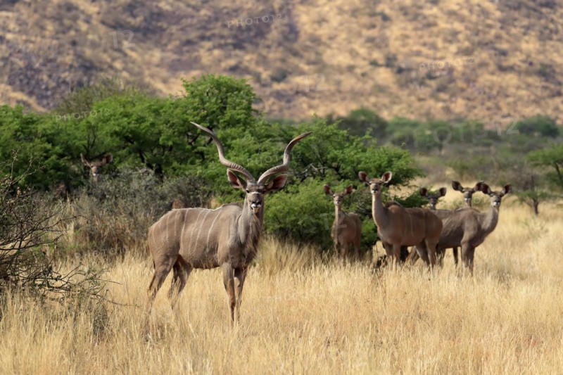 Zambezi greater kudu