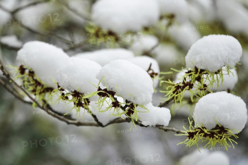 Witch-hazel