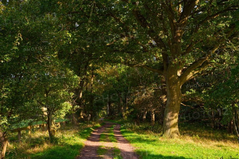 Forest path in the Duvenstedter Brook nature reserve