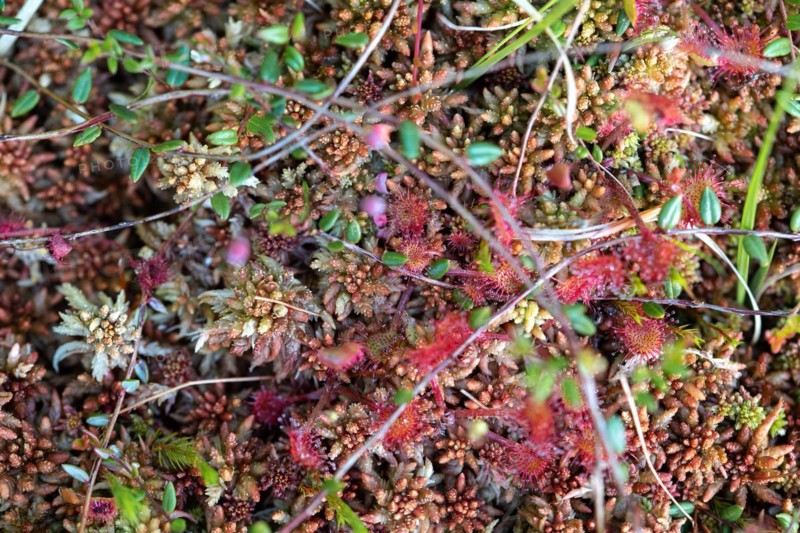 Common sundew