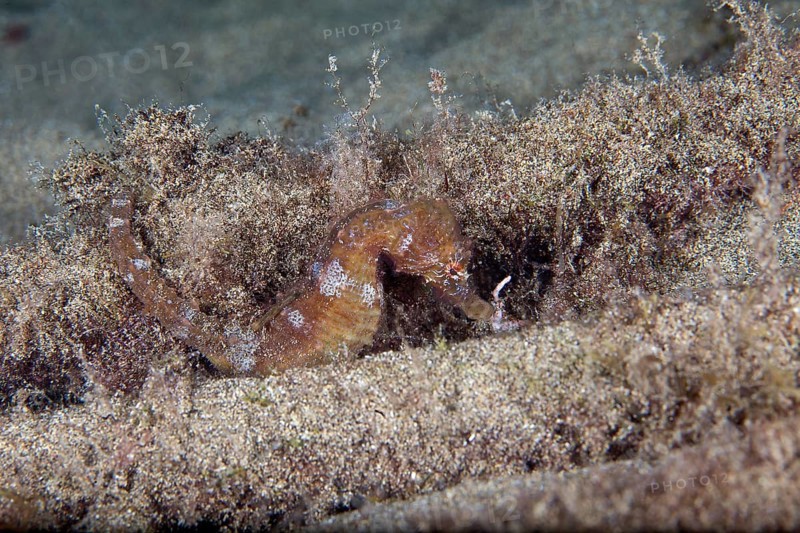 Short-snouted seahorse