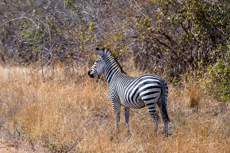 Plains Zebra of the subspecies crawshay's zebra