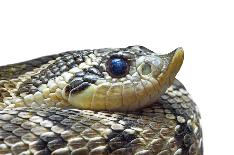 Western hognose snake