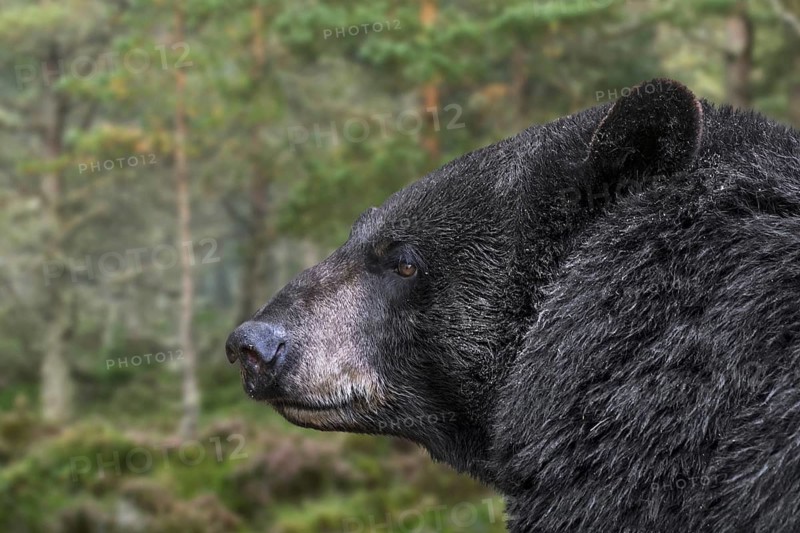 Close-up portrait of American black bear