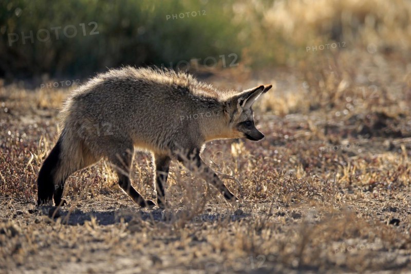 Bat-eared fox