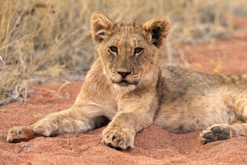 Lion