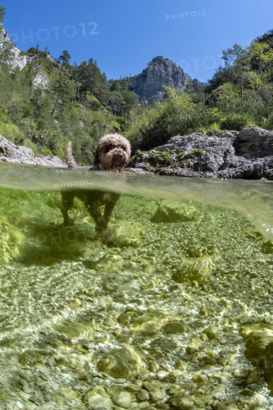 Lagotto Romagnolo mountain stream of the Oetschergraeben