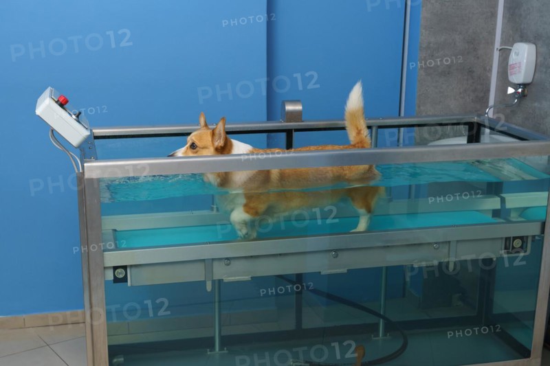 Dog rehabilitation on a water treadmill. animal health