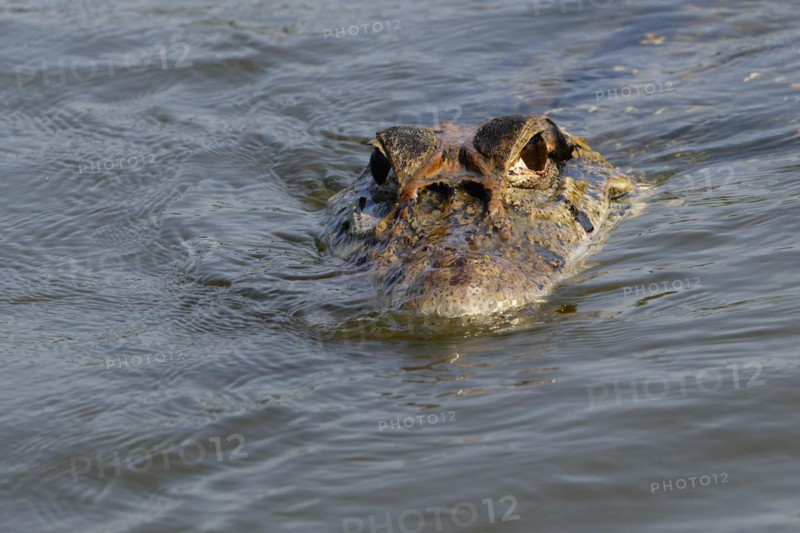 Black caiman