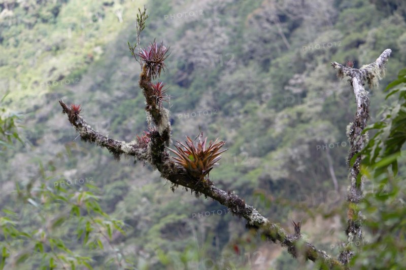 Bromelias growing on tree trunk