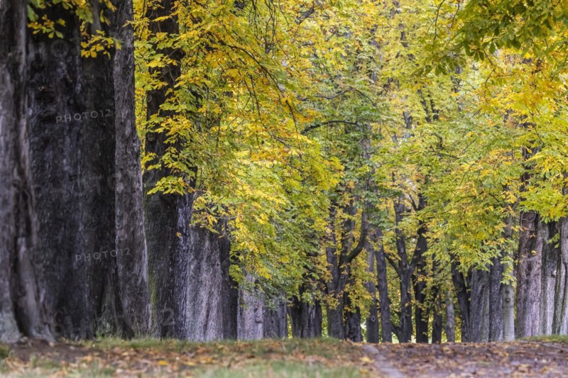 Autumn in Rosenstein Park