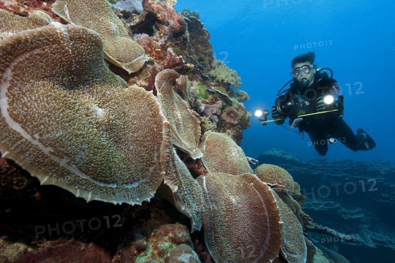 Diver Underwater Filmmaker Underwater filmmaker takes video of colony of sea anemone giant cup mushroom