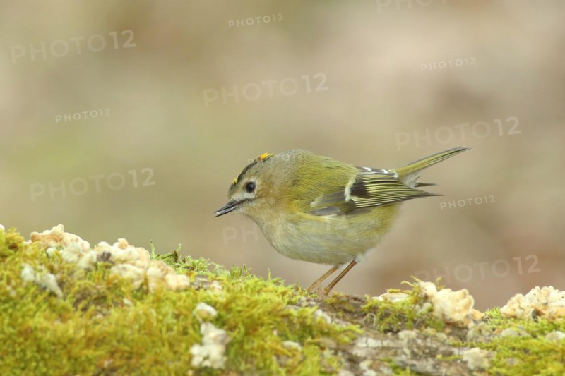 Winter Goldcrest