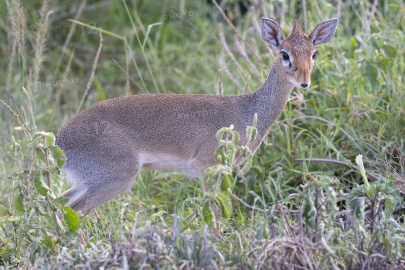 Dik