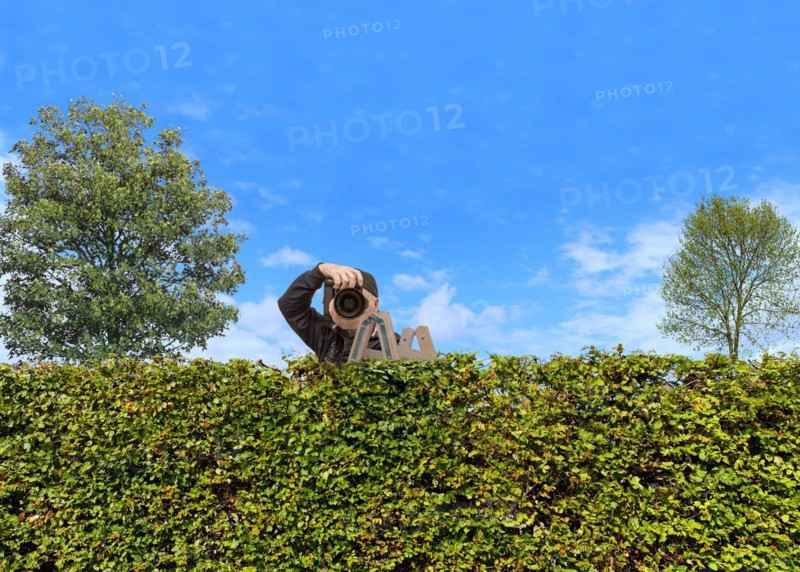 Paparazzi behind a hedge