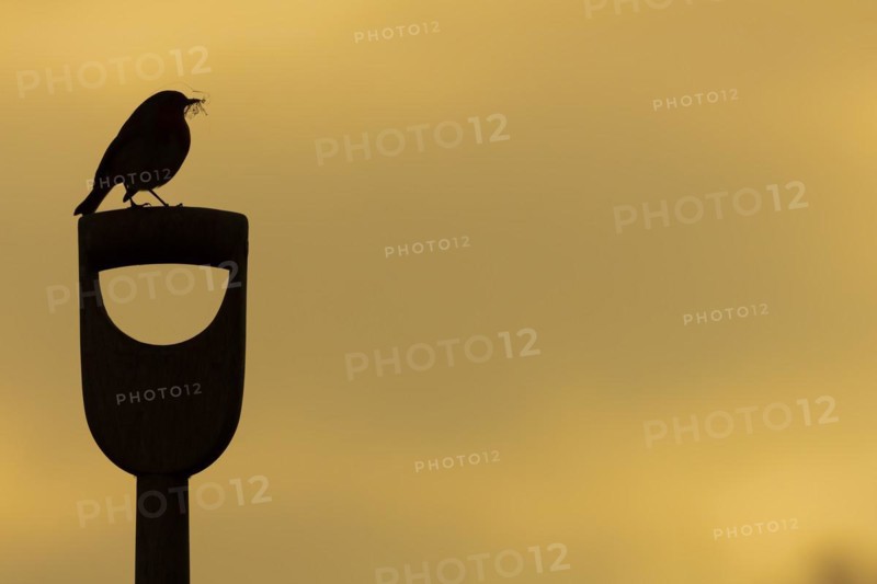 European robin