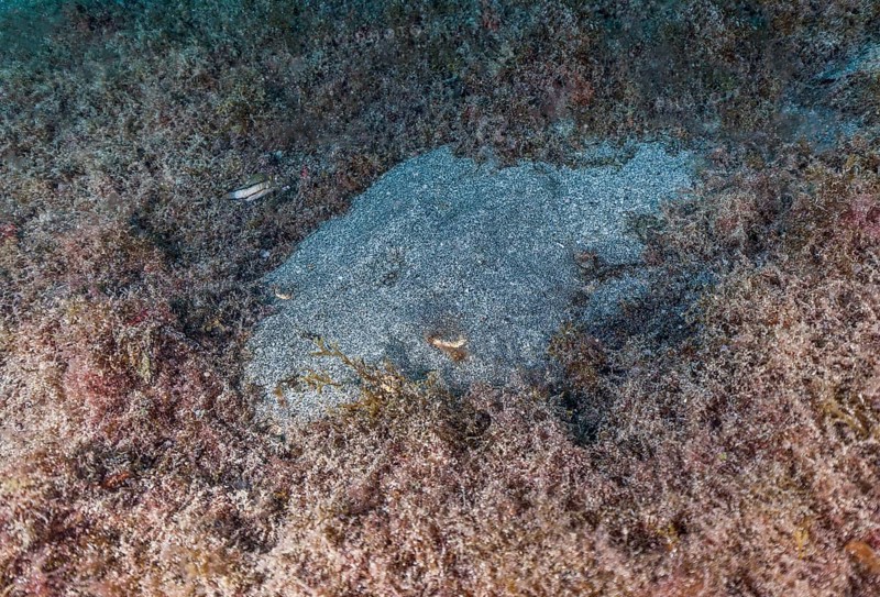 Monkfish