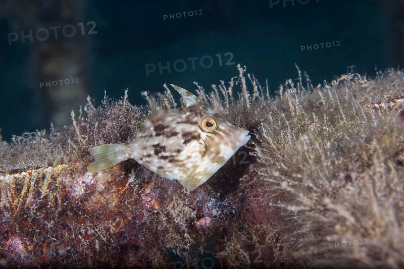 Brown filefish