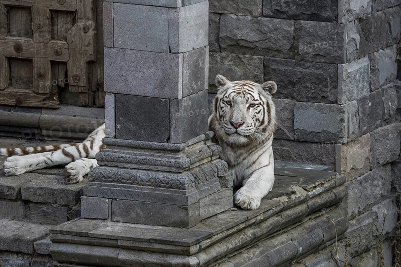 White tiger