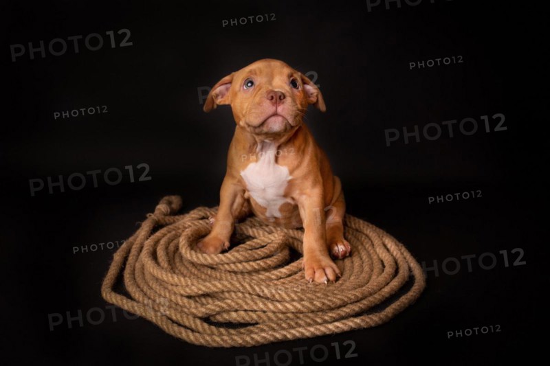 Puppy American Pit Bull Terrier sitt on a jute cord on black background in studio
