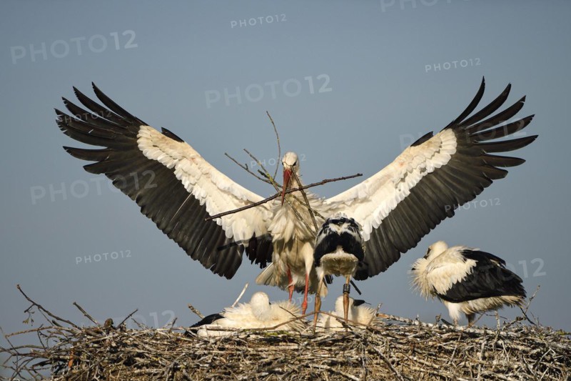 White Stork