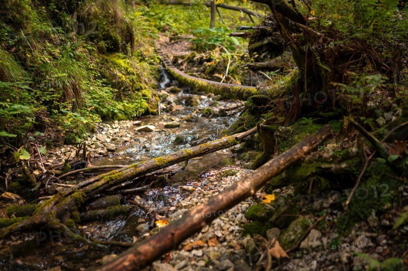 Wooden ladders over the stream in the gorges of the Slovak Paradise. Slovakia