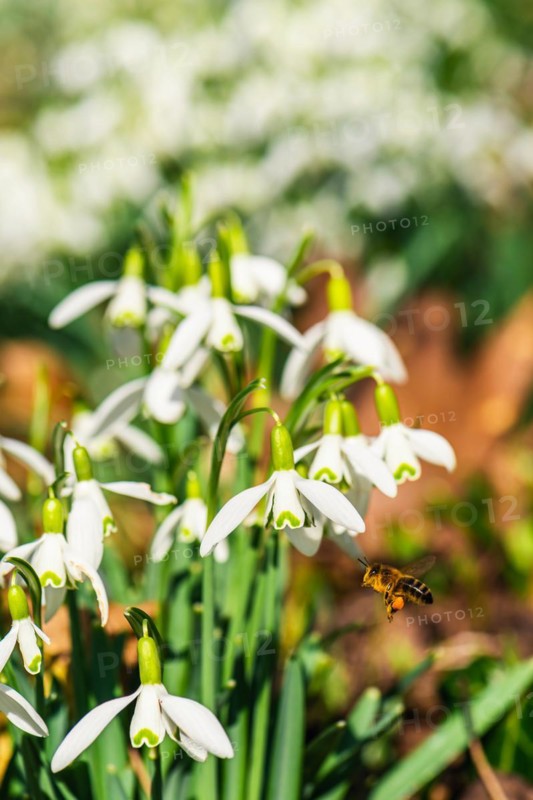 Bee and Snowdrop
