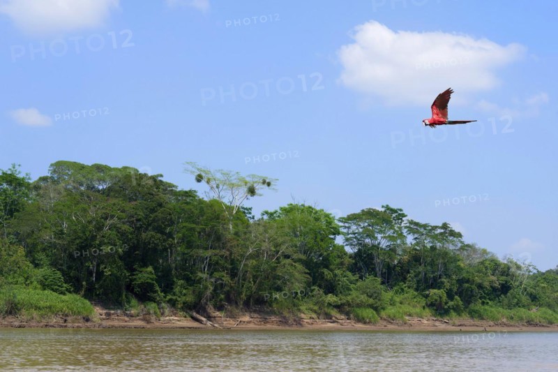 Red-and-green Macaw