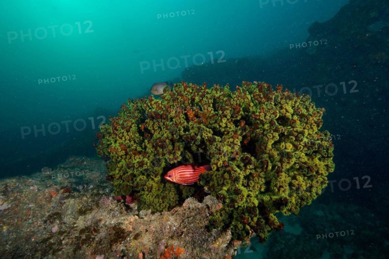 Green tree coral