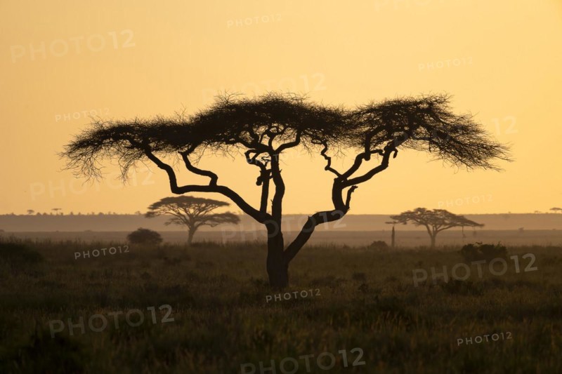 Umbrella thorn acacias