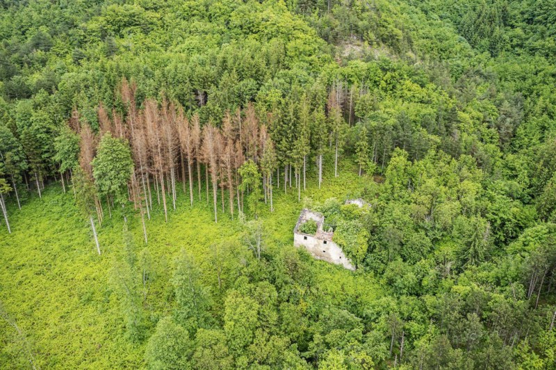 Forest area with dying conifers