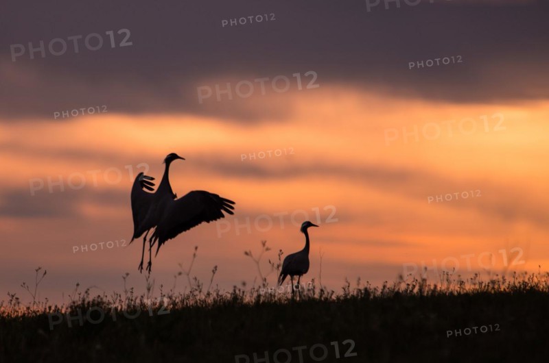 The grey cranes