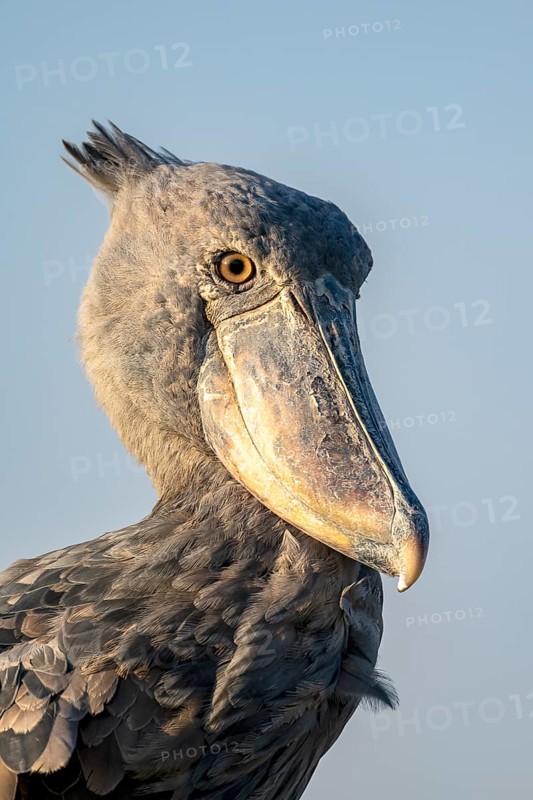Shoebill