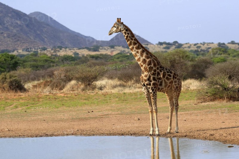 Southern giraffe