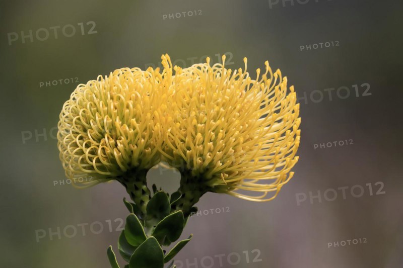 Pincushion Protea