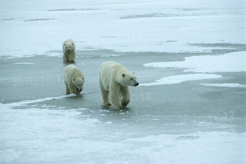 Polar bear