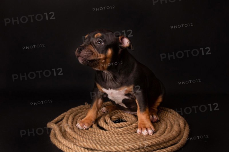 Puppy American Pit Bull Terrier sitt on a jute cord on black background in studio