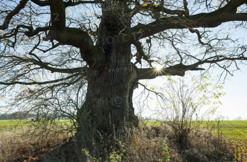 Ancient English oak