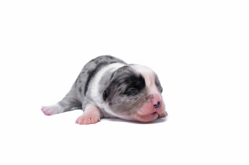 Ten days old excellent puppies of the Welsh Corgi Pembroke