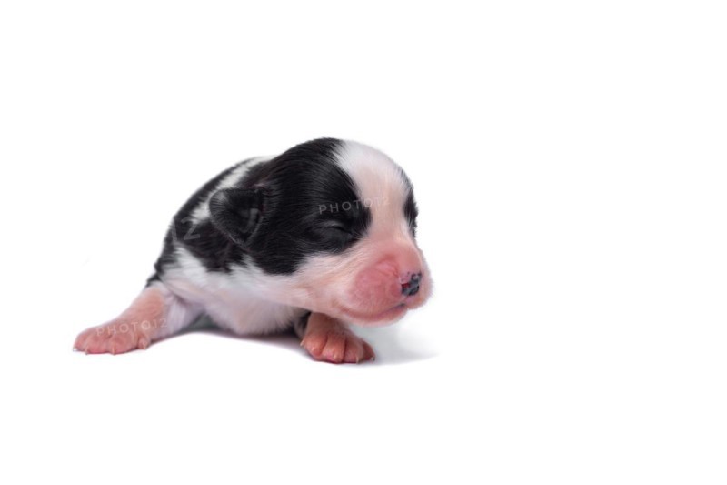 Ten days old excellent puppies of the Welsh Corgi Pembroke