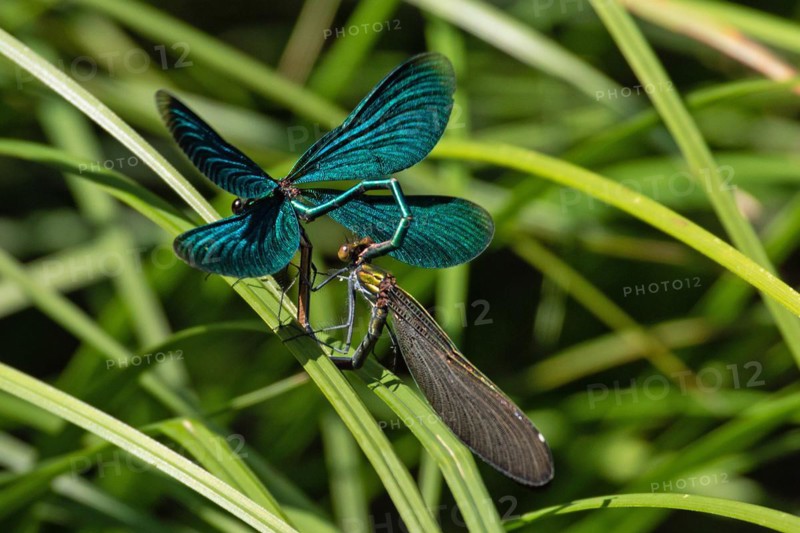 Blue-winged damselfly male with open wings and female with closed wings mating sitting on green stalk seen from behind diagonally to the left