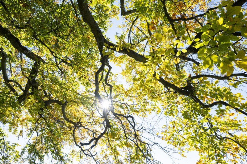 Old copper beech