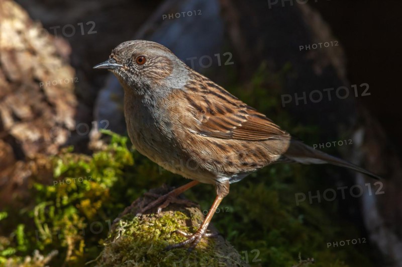 Dunnock