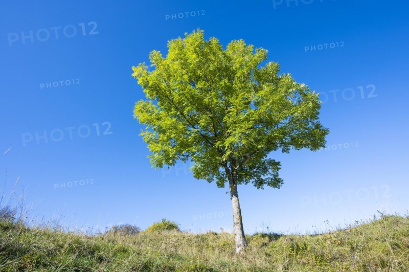 European ash