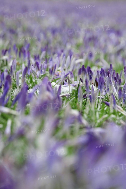 Crocus meadow with snow