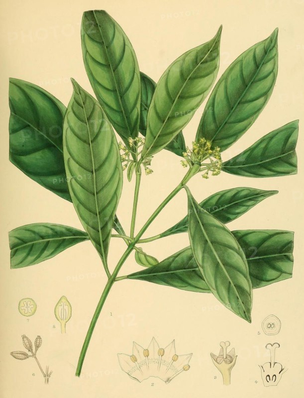 Psychotria bisulcata