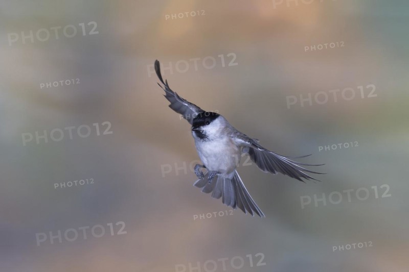 Marsh Tit