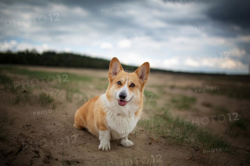 A Welsh Corgi Pembroke dog sits in the desert. Summer
